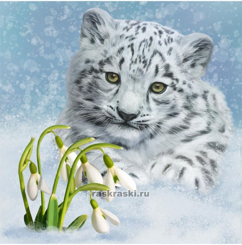 Снежный барс qa Алмазная мозаика, стразы > Цветной > Животные.